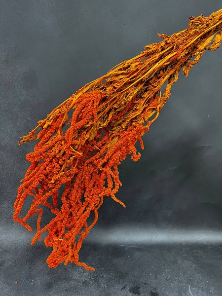 Amaranthus Hanging orange