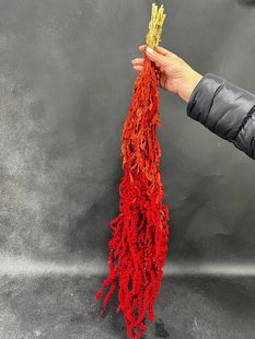 Amaranthus Hanging red