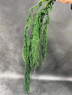 Amaranthus Hanging green