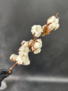 Cotton branch 55/12