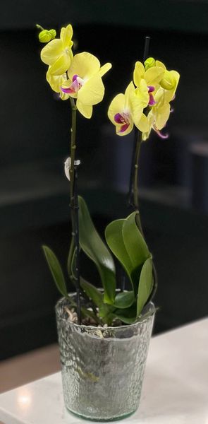 Phalaenopsis on 2 branches of a mix of colors