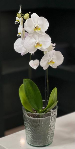 Phalaenopsis on 2 branches of a mix of colors