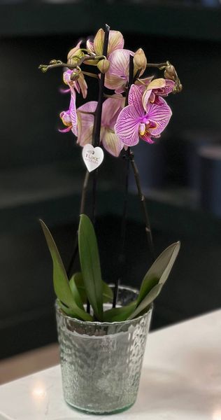 Phalaenopsis on 2 branches of a mix of colors