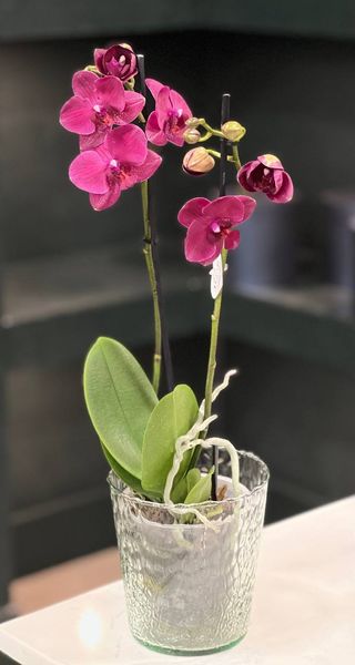 Phalaenopsis on 2 branches of a mix of colors