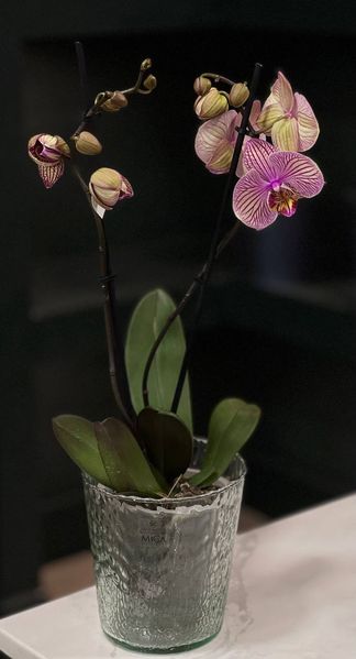 Phalaenopsis on 2 branches of a mix of colors