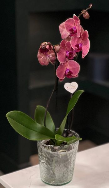 Phalaenopsis on 2 branches of a mix of colors