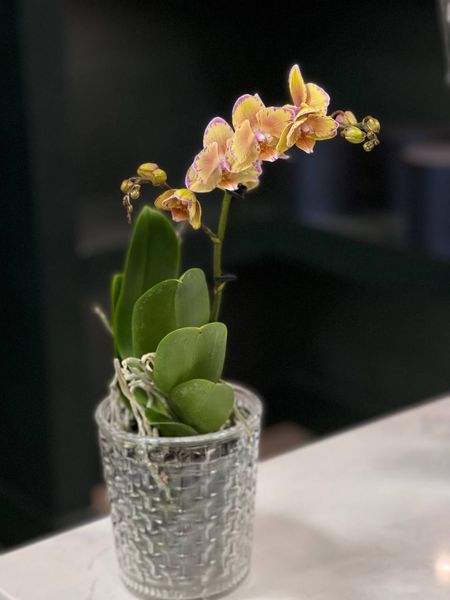 Phalaenopsis on 2 branches of a mix of colors