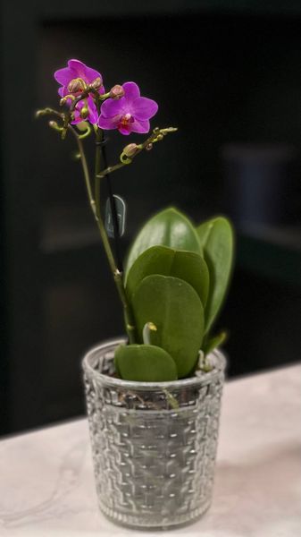 Phalaenopsis on 1 branch of a mix of colors