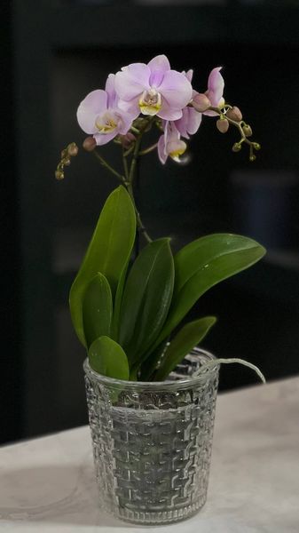 Phalaenopsis on 1 branch of a mix of colors