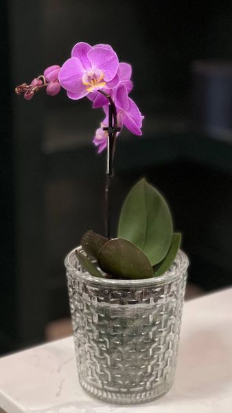 Phalaenopsis on 1 branch of a mix of colors