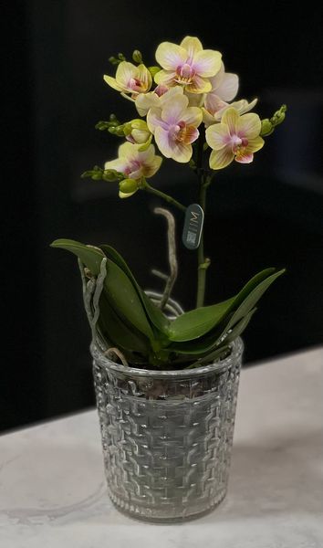 Phalaenopsis on 1 branch of a mix of colors