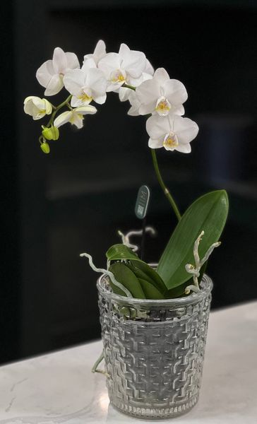 Phalaenopsis on 1 branch of a mix of colors