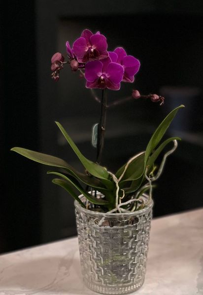 Phalaenopsis on 1 branch of a mix of colors