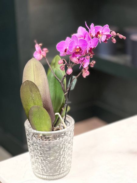 Phalaenopsis on 1 branch of a mix of colors