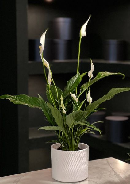 Spathiphyllum