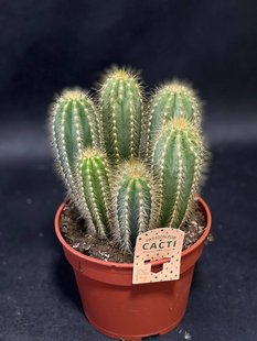 Cacti in assortment